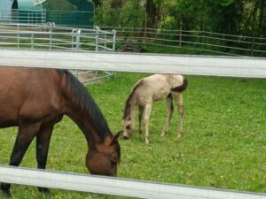 Étape 3 : Albbruck vers Waldshut Thiengen — photo 2