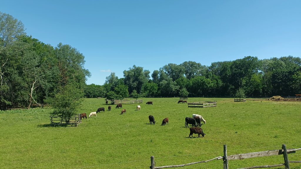 Étape 50 : Orth and der Donau vers Wolfsthal