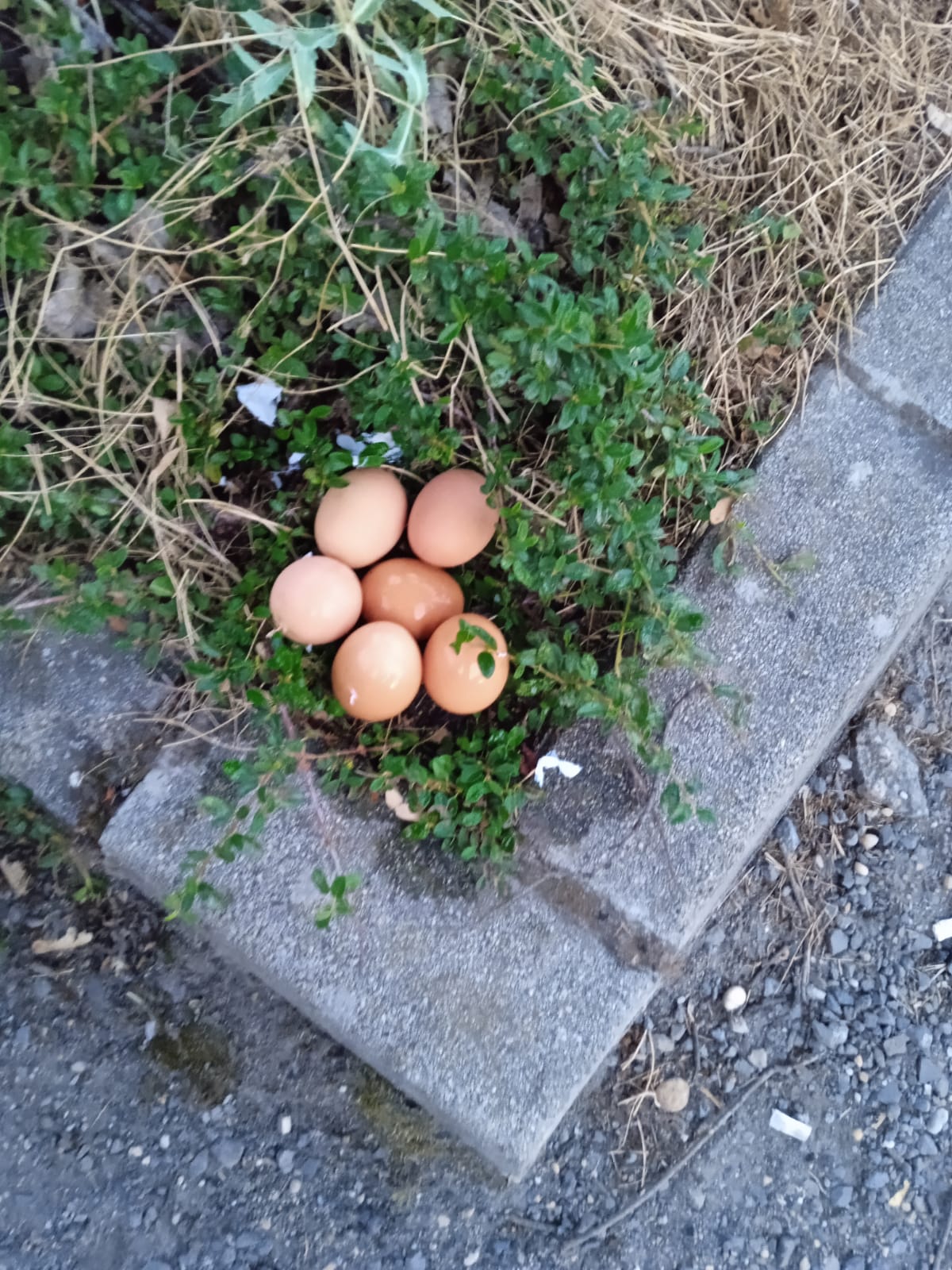 Étape 67 : Szigetbecse vers Solt — photo 3
