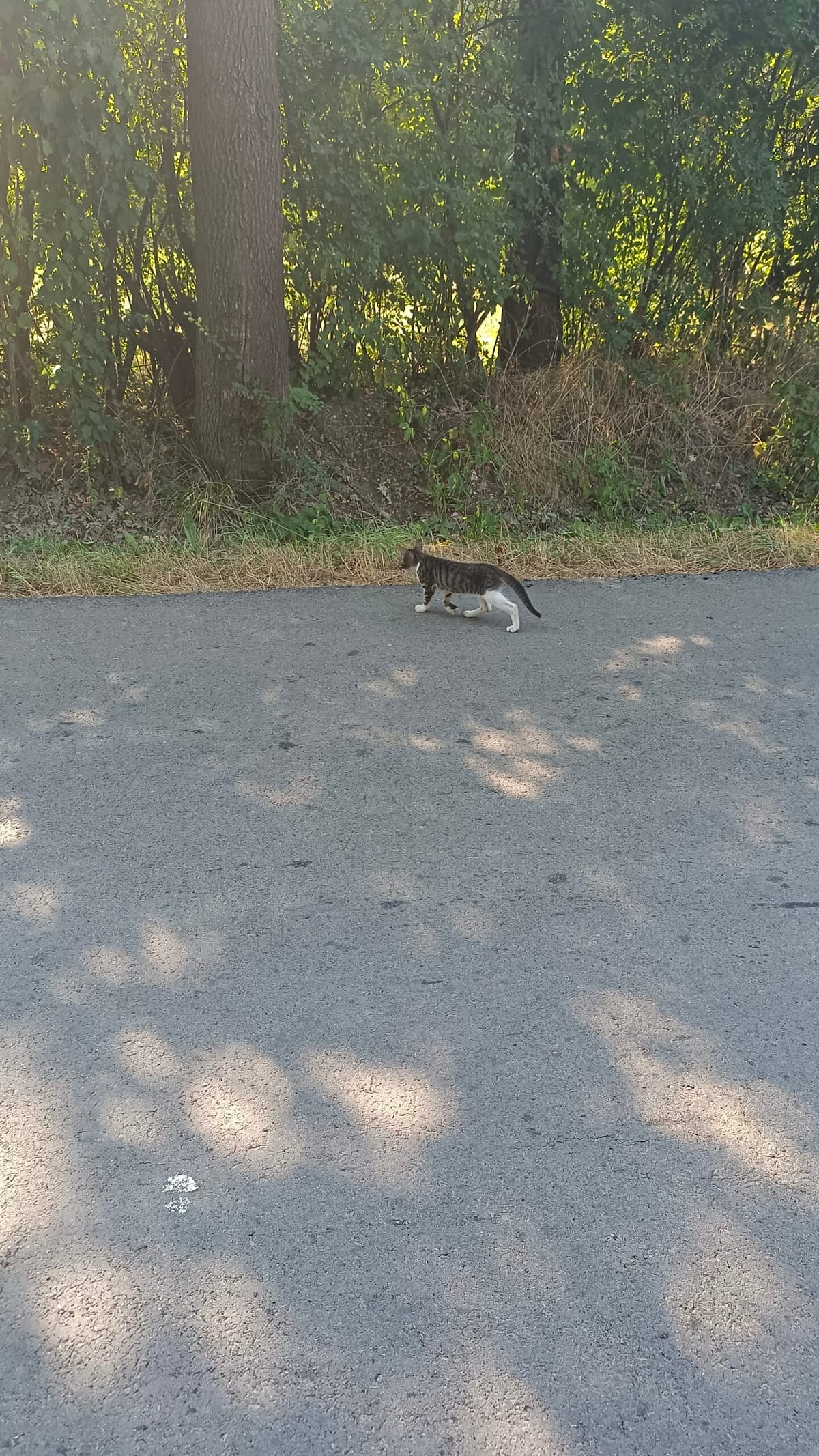 Étape 86 : Lazarevac vers Ljig — photo 3