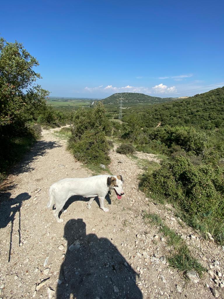 Étape 117 : Stavros vers Nea Kardylia puis Rodolivos