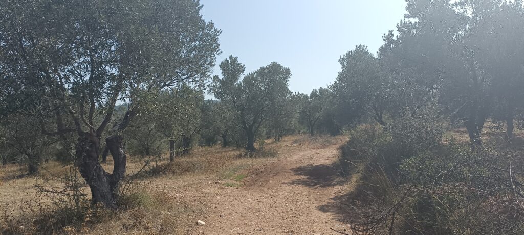 Étape 131 : Troya vers Ezine — photo 4