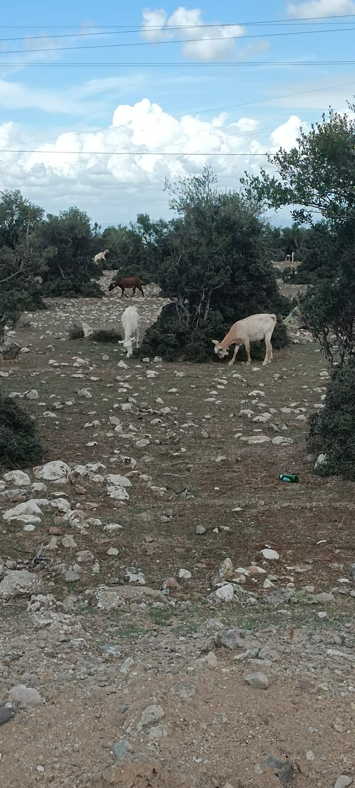 Étape 132 : Ezine vers Ayvacik — photo 2