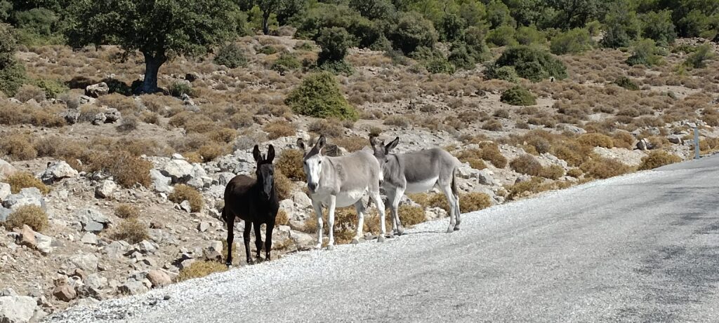 Étape 138 : Bergama vers Ismailli — photo 4