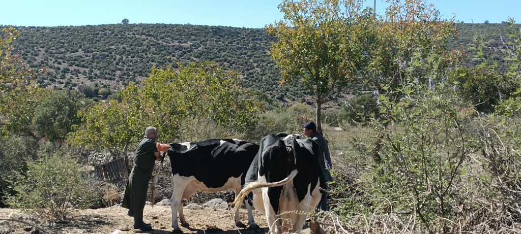 Étape 138 : Bergama vers Ismailli — photo 5