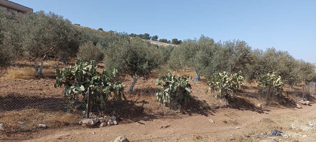 Étape 168 en jordanie — photo 4