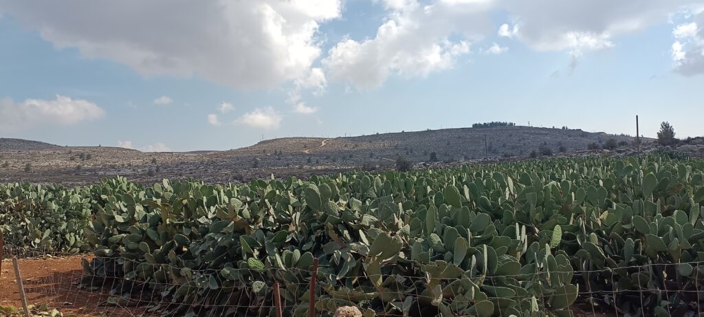 Étape 177 : Ofra vers Taybeh