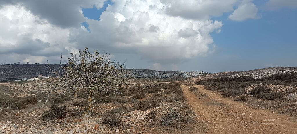 Étape 177 : Ofra vers Taybeh — photo 2