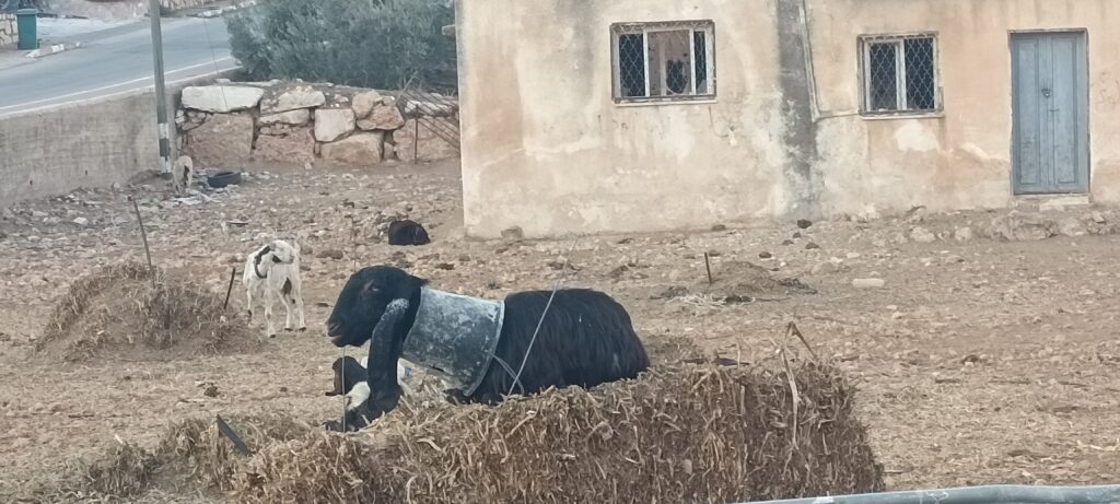 Étape 178 : Taybeh vers Qusra — photo 6
