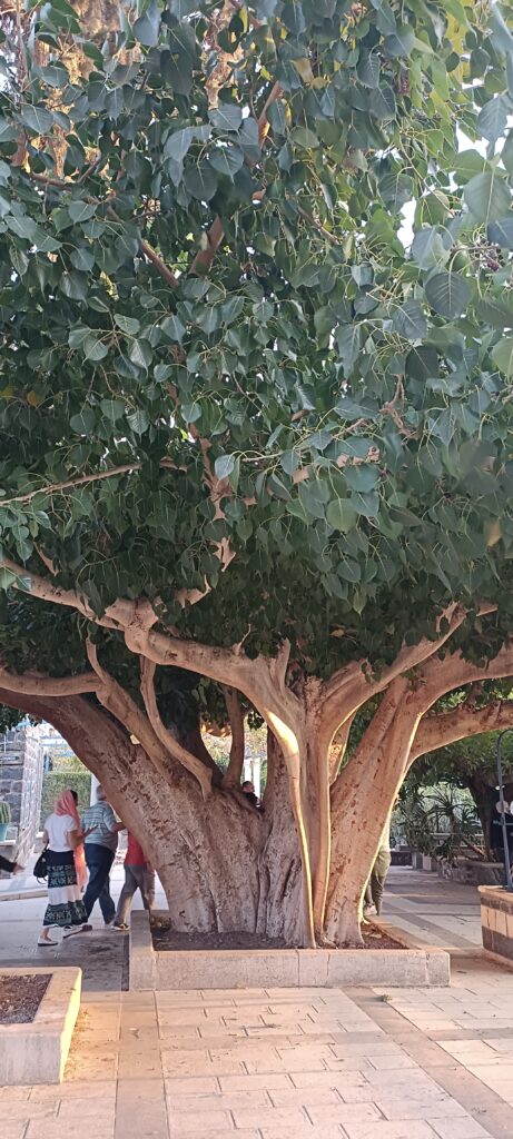 Étape 187 en israel — photo 7